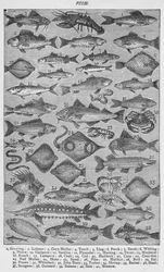 Fisch, 1907