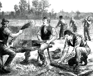 Flachsreißen, um 1880