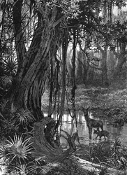 Everglades in Florida, USA, um 1885