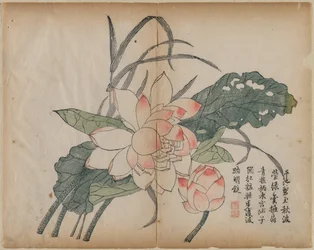 Blühender Lotus und Knospe, 18. Jahrhundert