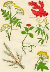 Blumen: Schierling, Islandmoos, Brechwurzel, Indischer Hanf, Wacholder, Liebstöckel, um 1940
