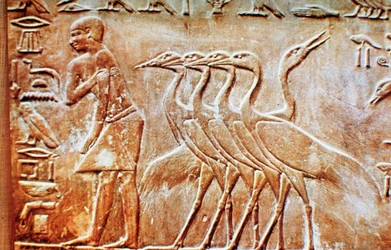 Gänse, Wandrelief aus dem Grab des Ptahhotep, Saqqara, Ägypten, 24. Jahrhundert v. Chr.