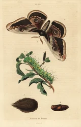 Großes Nachtpfauenauge oder Wiener Nachtpfauenauge, Saturnia pyri, mit Raupe und Puppe