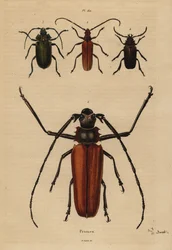 Großer Langhornkäfer, Aegosoma scabricorne, Pyrodes nitidus und Prionus desmaretii
