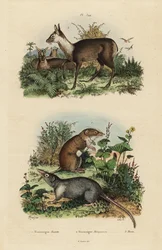 Große Weißzahnspitzmaus, Crocidura russula 1, Graue Moschusspitzmaus, Suncus murinus 2 und Dunkles Moschustier, Moschus fuscus, gefährdet 3