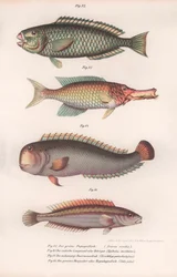 Grüner Papageienfisch. Indischer Langmaul, Rasirnesser, Lippfisch, ca. 1850er Jahre