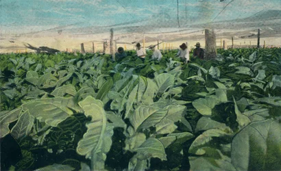 Tabakanbau, Kuba, 1909