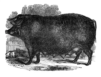 Hampshire-Sau, 1848