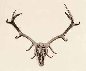 Kopf eines Hirsches, 16. Jahrhundert, 1904