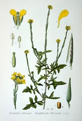 Hederich, 1893