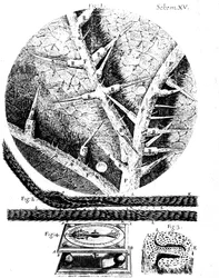 Illustrationen des englischen Mikroskopikers Robert Hookes Micrographia, 1665
