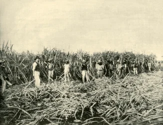 Auf einer Zuckerplantage in Queensland, 1901