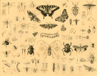 Insekten, um 1910