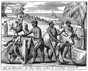 Khoikhois brechen Ochsen ein, Südafrika, 18. Jahrhundert, 1931