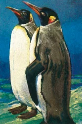 Königspinguine, ca. 1928