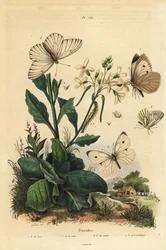 Großer Kohlweißling, Pieris brassicae 1, Kleiner Kohlweißling, Pieris rapae 2, Grünaderweißling, Pieris napi 3, und Baumweißling, Aporia crataegi 4. Pieriden-Schmetterlinge