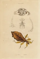 Blattinsekt, Phyllium-Arten, und Nacktschnecke, Phylliroe-Arten