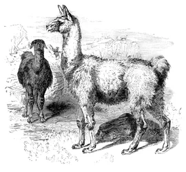 Lamas, um 1880