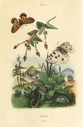 Berg-Apollofalter, Parnassius apollo, und Südlicher Feston, Zerynthia polyxena, Larve und Puppe