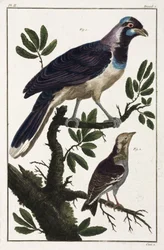Tropische Vögel: Choucas de Cayenne und Cotinda der Molukken