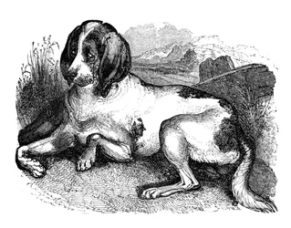 Alter englischer Hund, 1848