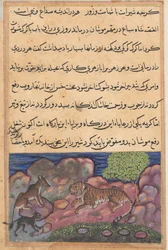 Seite aus Geschichten eines Papageis Tuti-nama: Fünfzehnte Nacht: Der Wolf rät dem Löwen..., 1558-1560