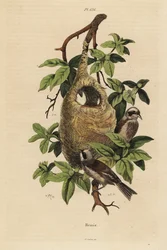 Beutelmeise, Remiz pendulinus, und Nest