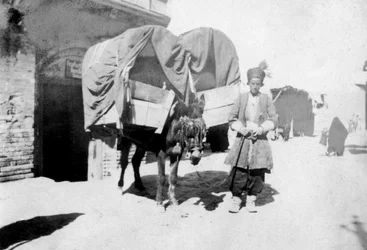 Persischer Eseltransport, Bagdad, Irak, 1917-1919