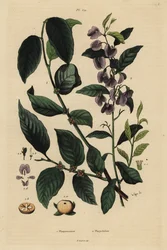 Kaki, Diospyros kaki 1, und Baumhovea oder Karri-Blauer Busch, Hovea elliptica Platychilum celsianum 2. Plaqueminier, Platychilier