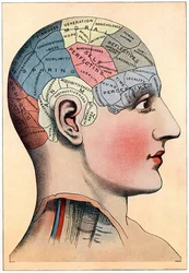 Phrenologische Karte mit den mutmaßlichen Aktivitätsbereichen des Gehirns, ca. 1920