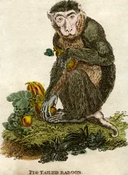 Schweinsaffe