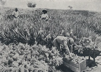 Ananasfeld, Queensland, 1923