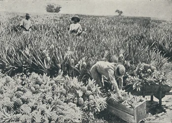 Ananasplantage, 1916