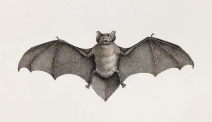 Pipitrelle-Fledermaus, Fledermäuse in Ägypten