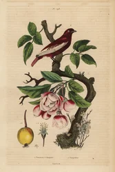 Pompadour-Kotinga, Xipholena punicea, auf einem Apfelbaum, Malus pumila, Frucht, Blüte