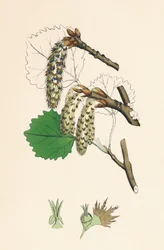 Populus tremula. Espe, 19. Jahrhundert