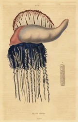 Portugiesische Galeere, Physalia physalis