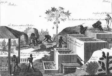 Indigofärbung mit Sklavenarbeit: Westindien oder Zentralamerika