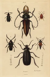 Psalidognathus friendii 1, Madre de la Culebra, Acanthinodera cumingii 2, Allocerus dilaticorne 3, Callipogos barbatus 4, Anacolus sanguineus 5 und Prionus flavipennis 6