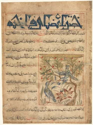 Eigenschaften von Ringtauben recto aus einem Manafi al-Hayawan Über die Nützlichkeit von Tieren, ca. 1300
