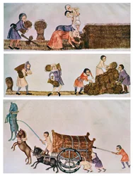 Ernten, Tragen und Karren, um 1300-1340, um 1900-1920