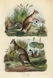 Rotes Känguru, Macropus rufus 1, Östliches Graues Känguru, Macropus giganteus 2, und Dunkles Wallaby, Thylogale brunii 3