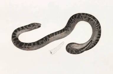 Reptilien: Eine Schlange aus Delta Buch: 