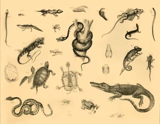 Reptilien, um 1910