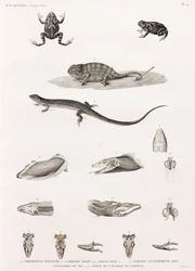 Reptilien: Serie von Illustrationen von Reptilien