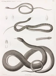 Reptilien: Serie von Illustrationen von Schlangen