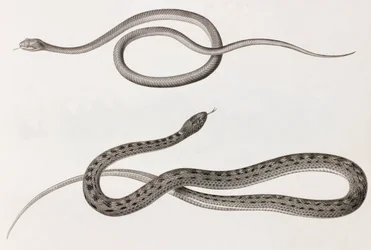 Reptilien: zwei Nahaufnahmen von Illustrationen von Schlangen