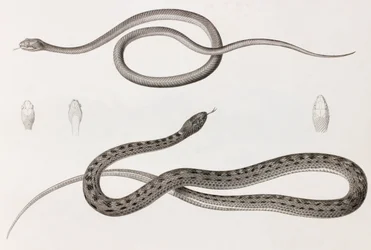 Reptilien: Zwei Nahaufnahmen von Abbildungen von Schlangen