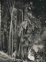 Riesenbambus Dendrocalamus giganteus in Peradeniya bei Kandy, 1926