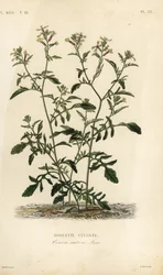 Rucola